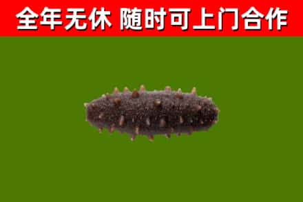 太原回收海参干